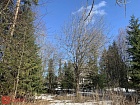Сиверский пгт.