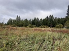 Ромашки пос.