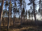 Вырица пос., Бакунина ул.