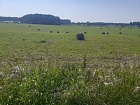 Горки дер.