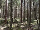 Родник днп