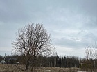 Порзолово днт, Порзолово болото ур.