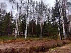 Сарженка сад-во, Лесной хутор днп