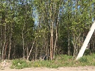 Хязельки дер., Зелёная ул., 15